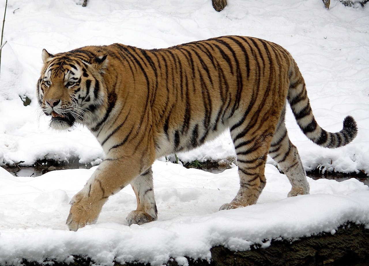 tigre de SibérieTaxonomieetCaractéristiques