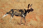 African wild dog (Lycaon pictus pictus).jpg