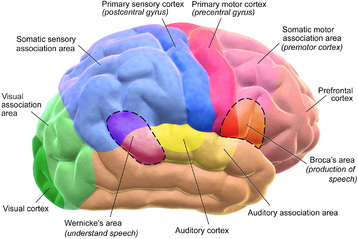 A diagram of the functional areas of the human brain