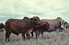 Boran cattle in Kenya.jpg