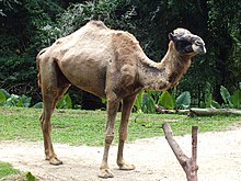 A camel chillaxing.