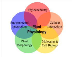 A Venn diagram of the relationships between five key areas of plant physiology