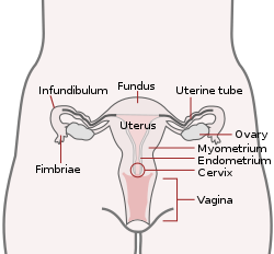Sistema reproductor femenino básico (inglés) .svg