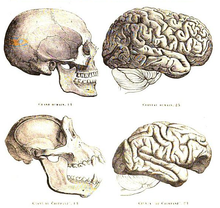 Drawing of human and chimpanzee skull and brain