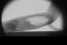 File:X-ray video of a female American alligator (Alligator mississippiensis) while breathing - pone.0004497.s009.ogv