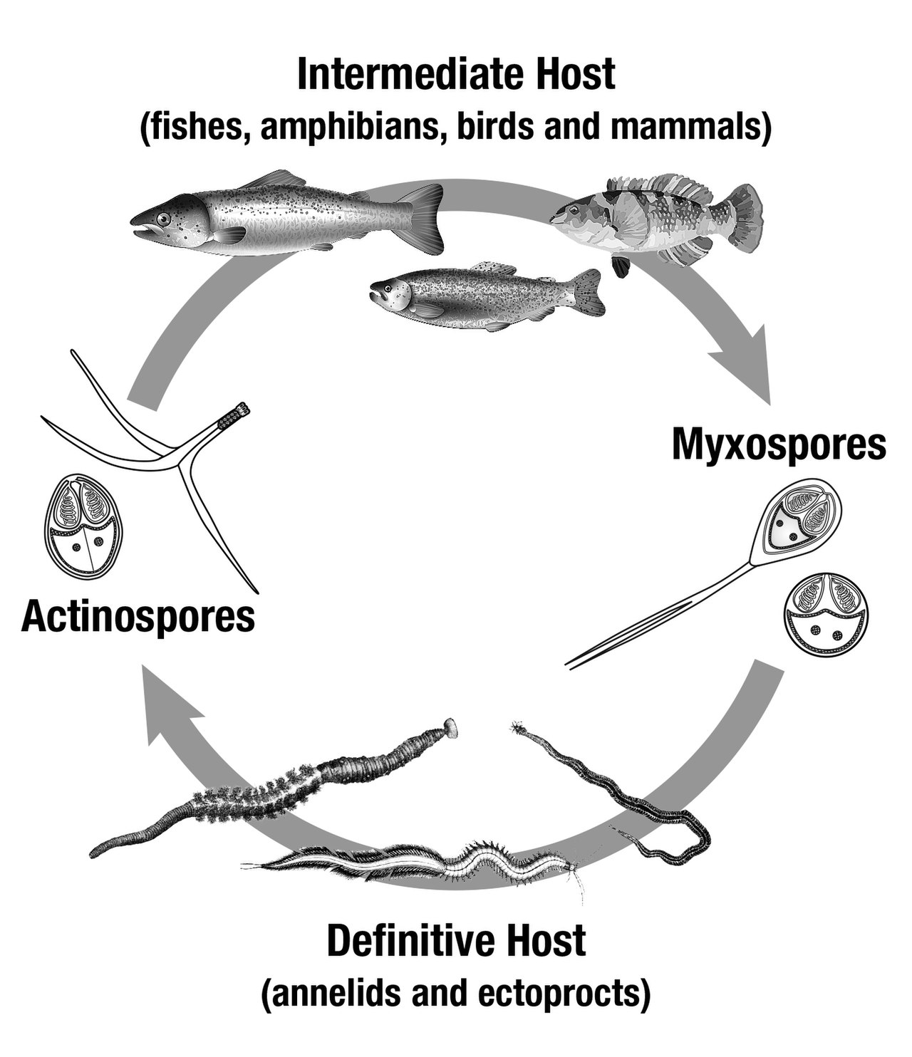 تتشابه دورة حياة الزواحف ودورة حياة البرمائيات
