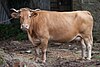 Vaca rubia en Cumbraos - Mesía - Galiza.jpg
