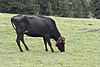 Turkish Natıve Black Cattle - Yerlikara 03.jpg