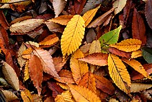Fallen leaves covering a patch of ground