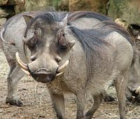 A warthog.
