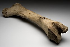 Fémur izquierdo de elefante extinto, Alaska, Edad de Hielo Wellcome L0057714.jpg
