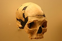 A partially reconstructed skull