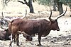 Watusi Cattle1.jpg