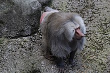Zoológico de Chapultepec - Hamadryas baboon.jpg