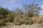 2014, Mojave Desert Desert Willow, Four WIng Saltbush, Palo Verde - panoramio.jpg