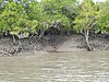 Sundarban mangrove forests