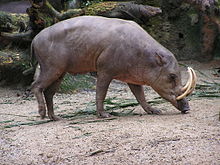 A deer-pig with elongated lower canines that curve up, forming elephant-like tusks.