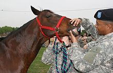 A young man in US military clothing examines the teeth of a bay (dark brown) horse, while another person in military work clothing, partially obscured, holds the horse. Several other people are partially visible in the background.