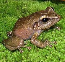 In this image there is a brown coquí. The species resembles a small frog.