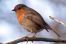 European robin on a branch facing left, tan plumage with orange face and throat