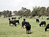 Camargue cattles.jpg