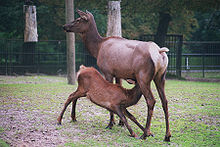 Photograph of a female elk nursing her calf
