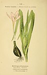 Botanical illustration of Colchicum autumnale