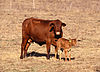 Cow with calf.jpg