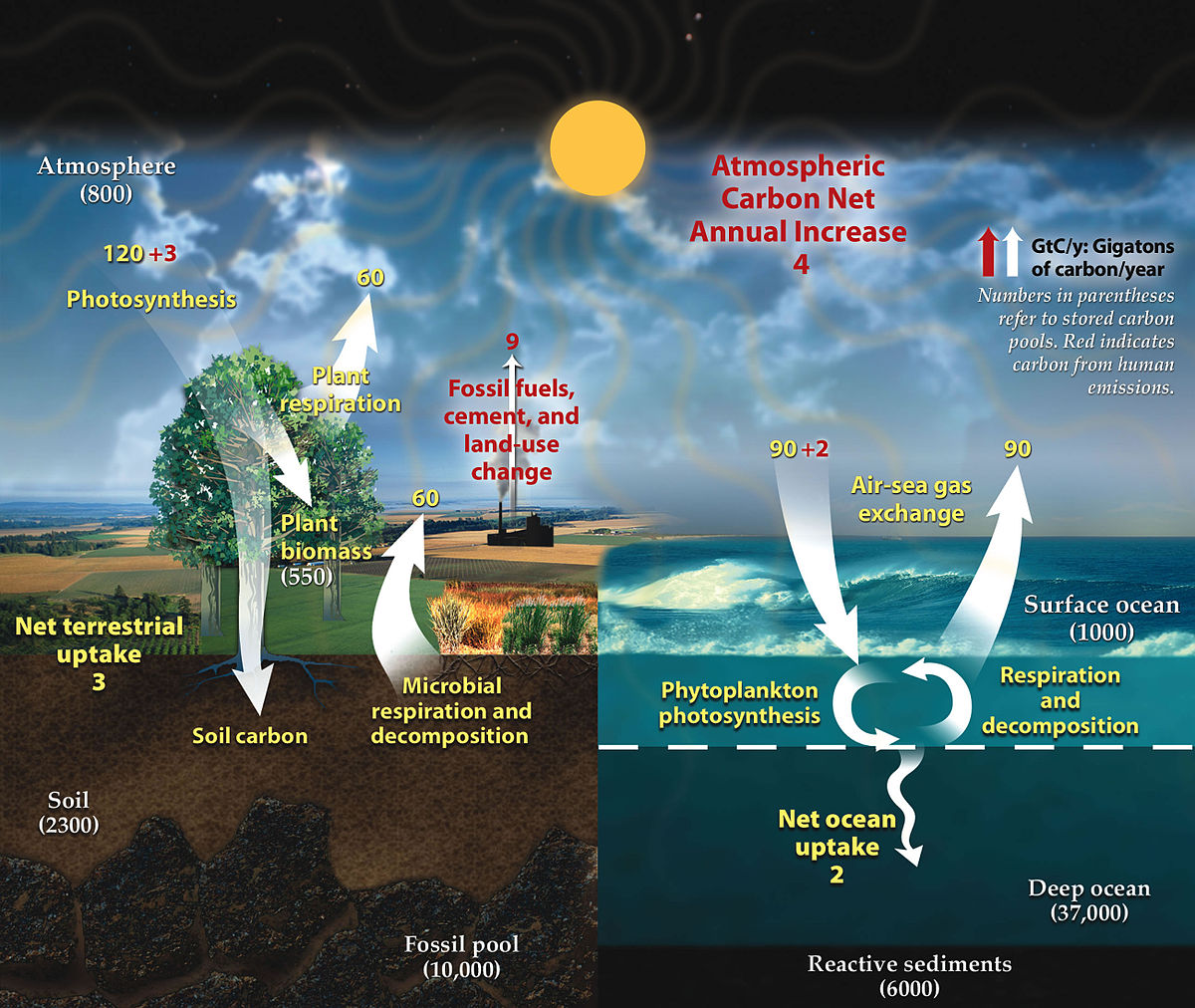يجري تبادل كثير من ثاني أكسيد الكربون بين الغلاف الحيوي والغلاف الجوي.
