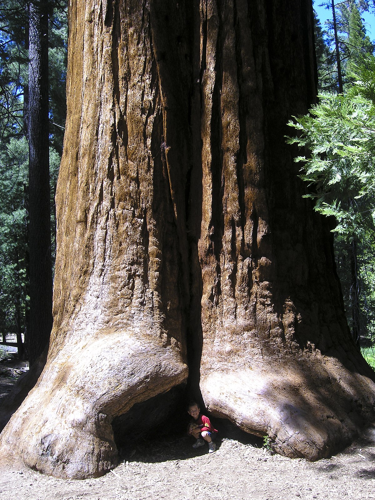 العملاقة السكويا أكبر شجرة