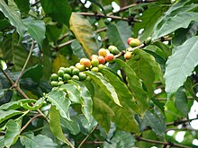 Varias cerezas de café que crecen a lo largo de una rama;  algunos son verdes y algunos comienzan a madurar