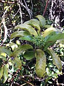 Developing inflorescence of Ripogonum scandens