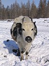 Yakutian Cattle 01 - Head-on.jpeg