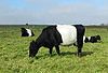 Dutch Belted Cow.jpg