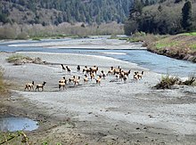 Photograph of a herd of elk