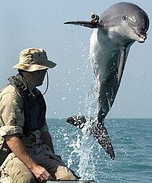 Photo of dolphin leaping clear of the water next to a man wearing a hat