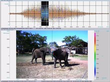 File:Loxodonta africana oral rumble visualized with acoustic camera (25fps) - pone.0048907.s003.ogv