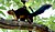 Malabar giant sqirrel.jpg