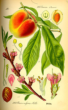 ภาพประกอบ Prunus persica0.jpg