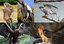 Montaje de rapaces existentes.  De izquierda a derecha: búho real, buitre real, halcón peregrino, águila real y quebrantahuesos