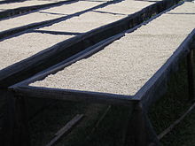 Photograph of four drying racks containing white coloured unroasted coffee beans
