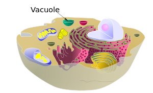 الفجوة في الخلية الحيوانية أكبر منها في النباتية