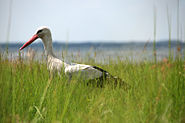 White storks danube