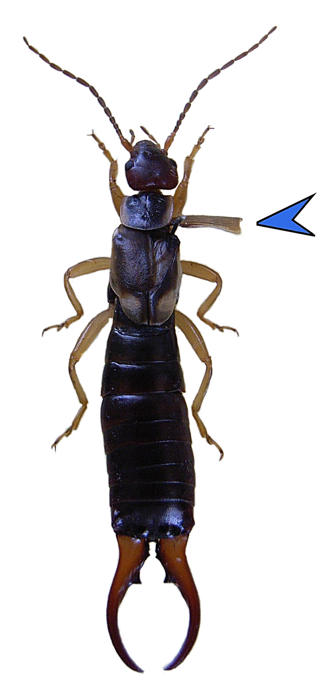 بعض انواع الحشرات مثل الجراد واليعسوب والنمل الابيض دورة حياتها