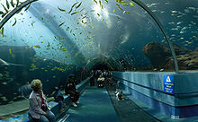Photo looking upward through 15 feet (4.6 m)-diameter glass tube into a fish-filled aquarium