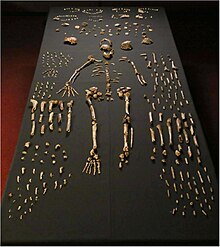 Homo naledi ตัวอย่างโครงกระดูก.jpg