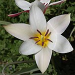 Flower of Tulipa clusiana with six tepals