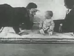 File:Little Albert experiment (1920).webm