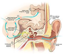 Drawing showing the ear, inner ear, and brain areas involved in hearing. A series of light blue arrows shows the flow of signals through the system.
