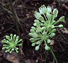 Allium tricoccum - ทางลาด (เกรียน) .jpg